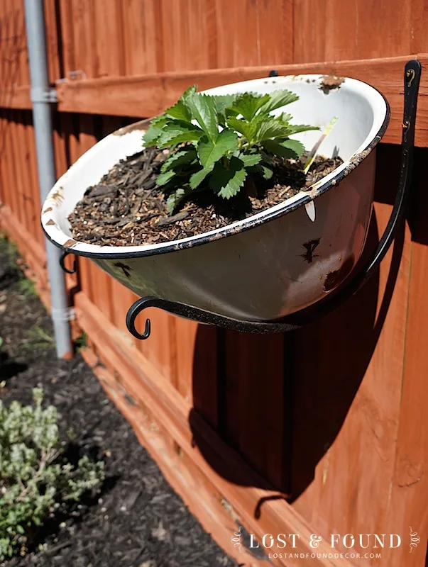 enamelware pan repurposed into plant hanger