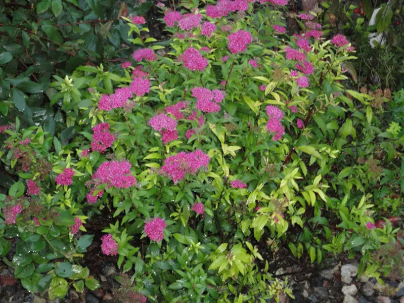 Shrubs-Spirea-Darts-Red