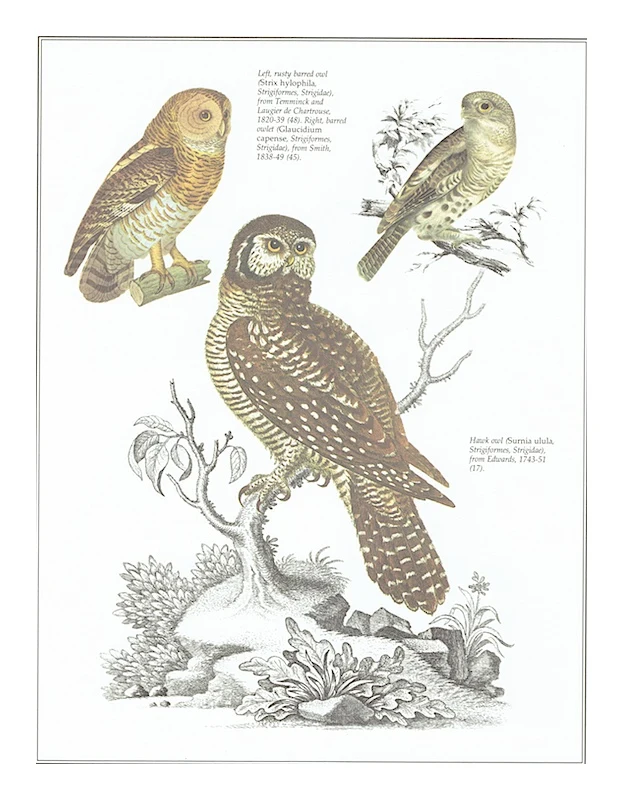 Free Printable owl art