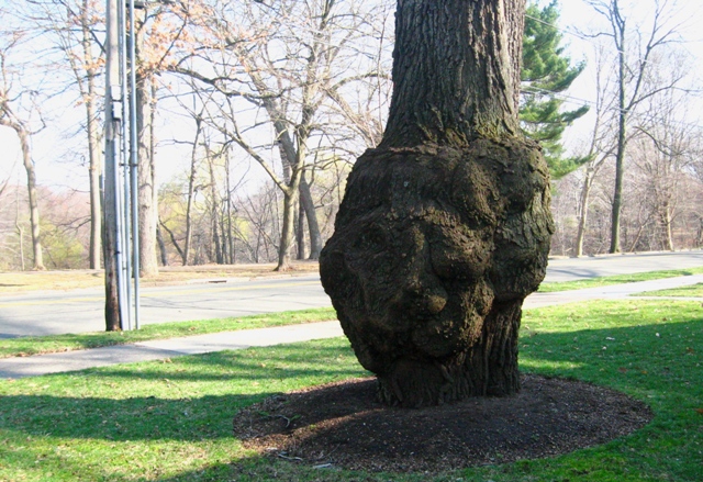 burl_oak_east_rock_neighborhood_newhaven_ct1