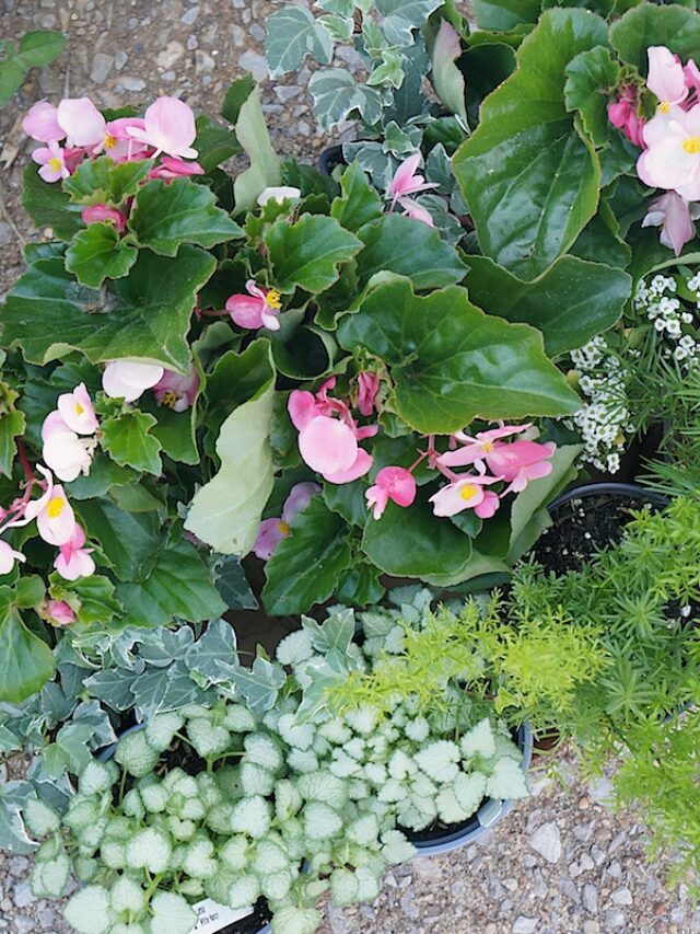 Container Gardening 101 – how to start and tips