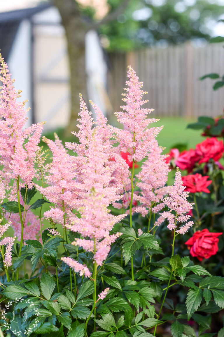 12 Best Perennial Plants for a LowMaintenance Garden Lost & Found Decor