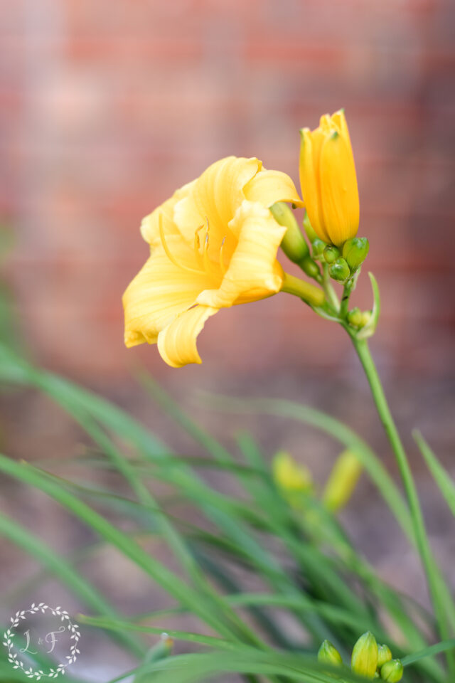 12 Best Perennial Plants for a LowMaintenance Garden Lost & Found Decor