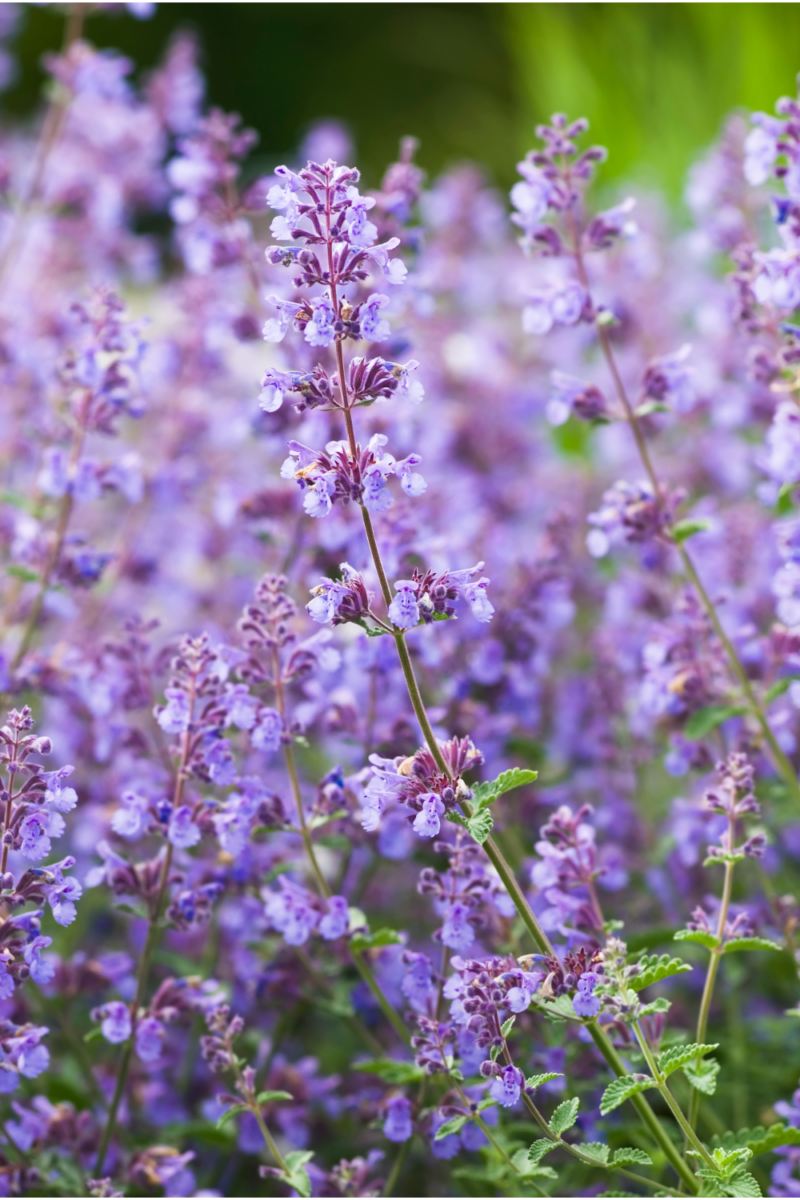 12 Best Perennial Plants for a LowMaintenance Garden Lost & Found Decor
