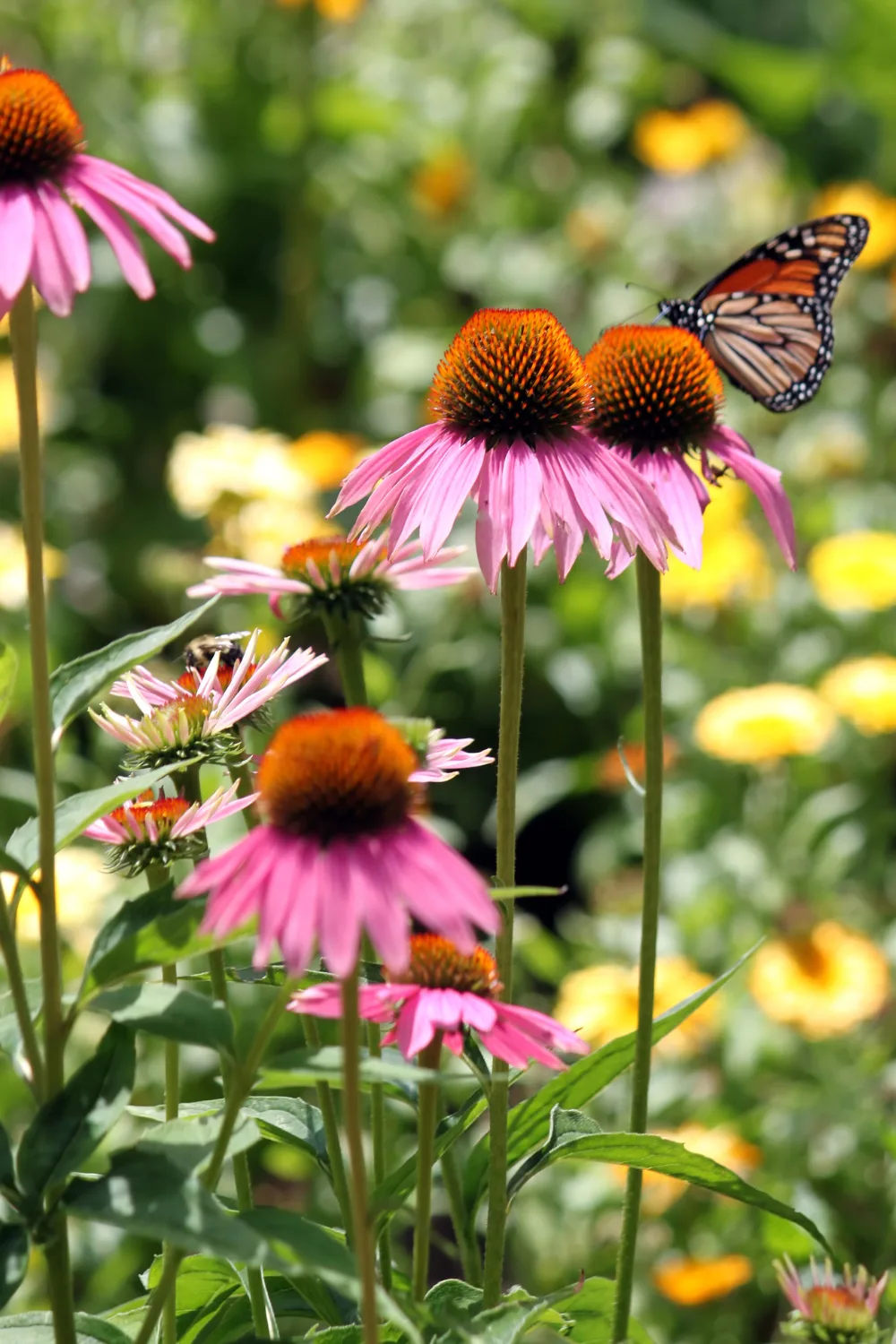 Purple Coneflower as an easy to grow perennial