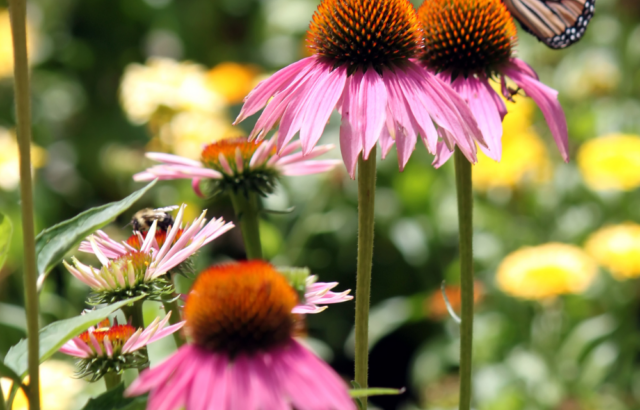 Purple Coneflower as an easy to grow perennial