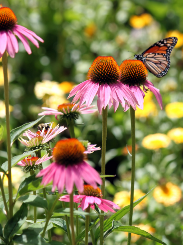 12 Low-Maintenance Perennials for a Beautiful Garden