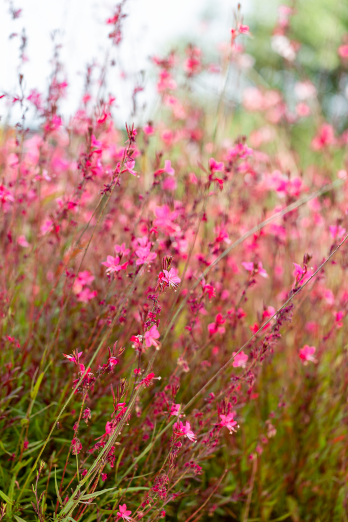 12 Best Perennial Plants for a LowMaintenance Garden Lost & Found Decor