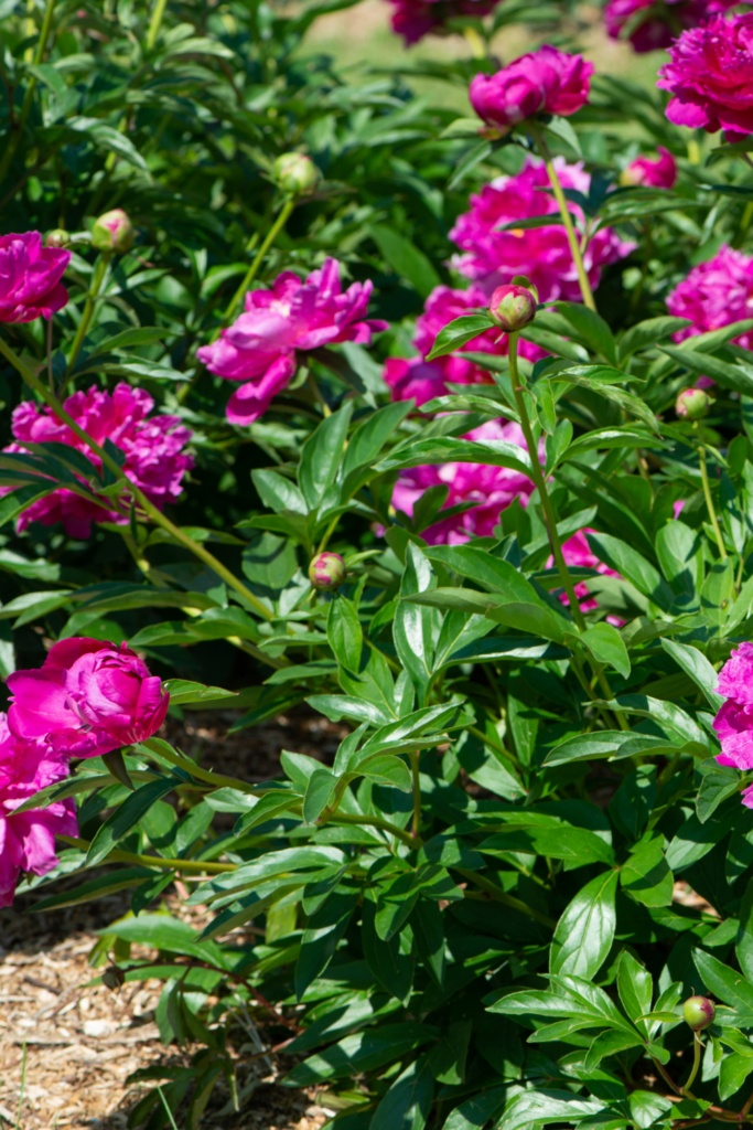 12 Best Perennial Plants for a LowMaintenance Garden Lost & Found Decor