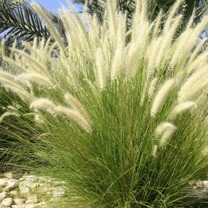 ornamental grass