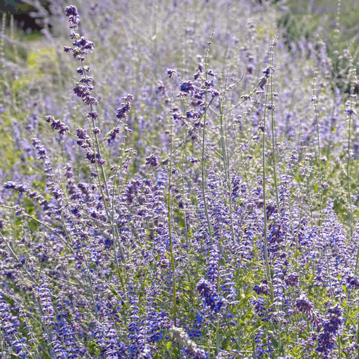 russian sage