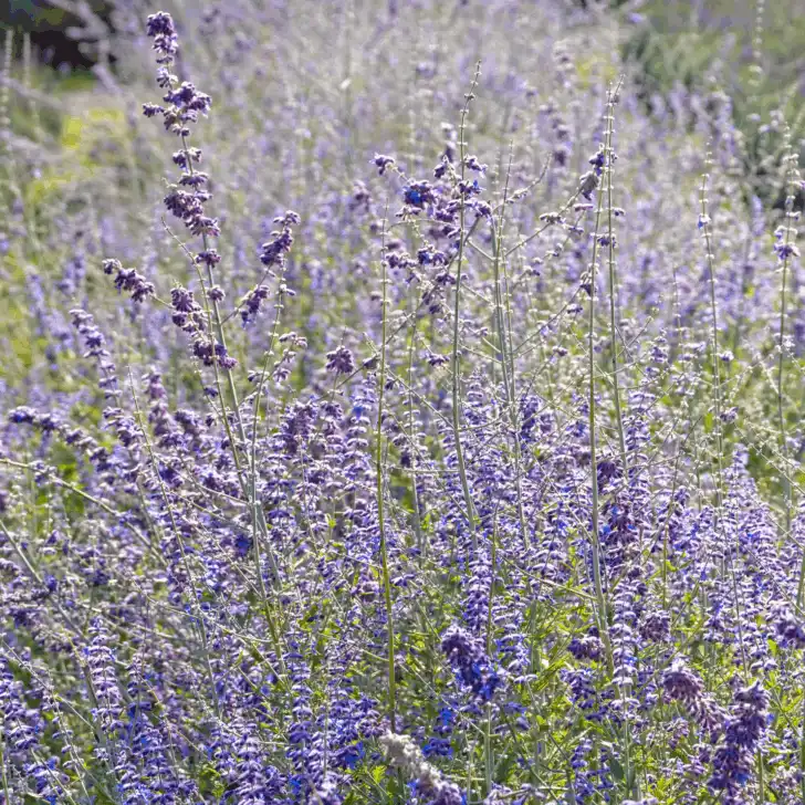 russian sage