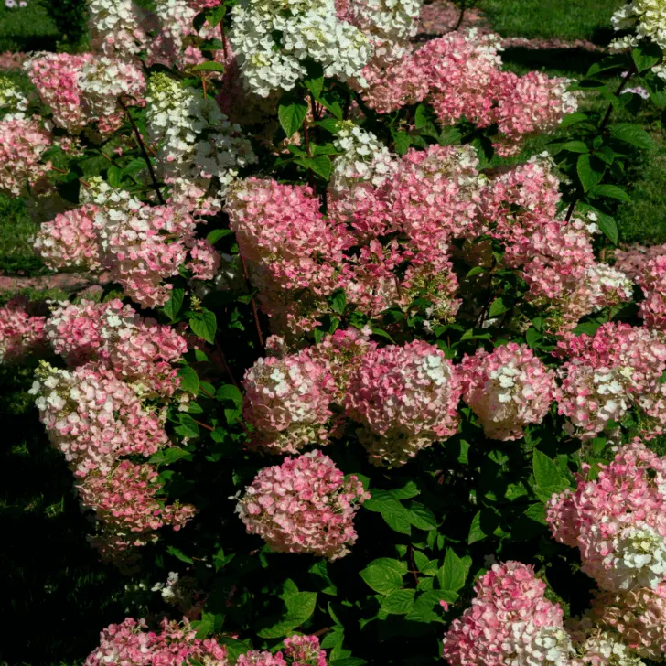 hydrangea bush