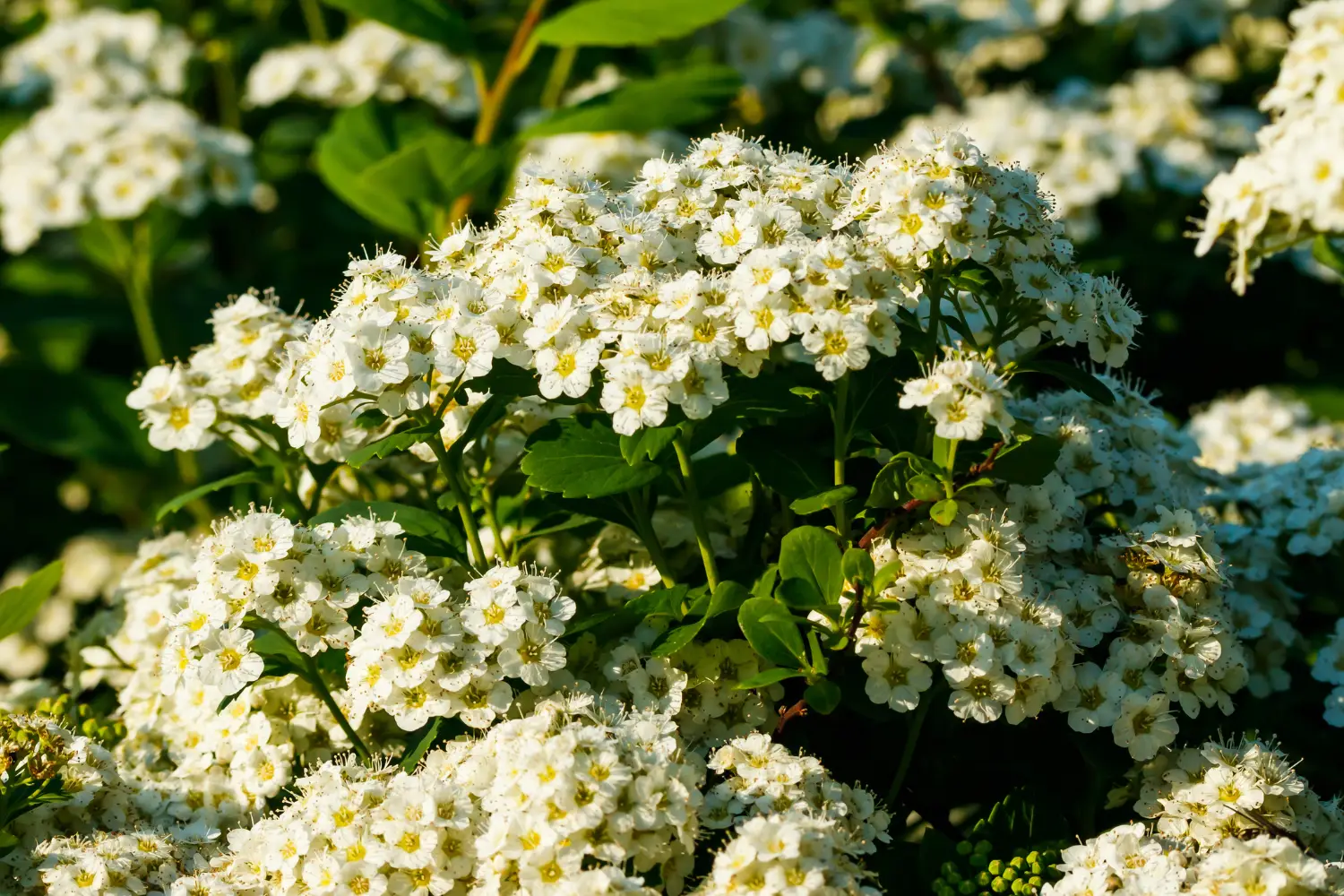 spirea bush