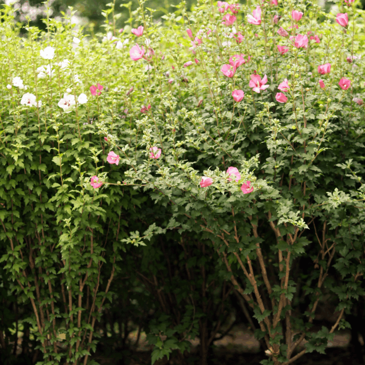 rose of sharon
