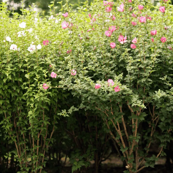 rose of sharon