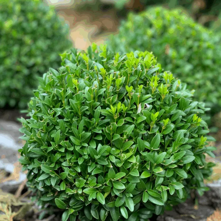boxwood bush