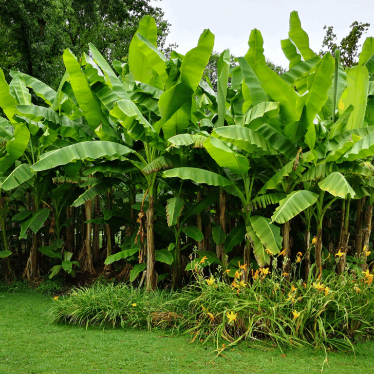 banana tree