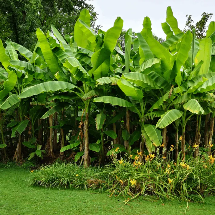 banana tree
