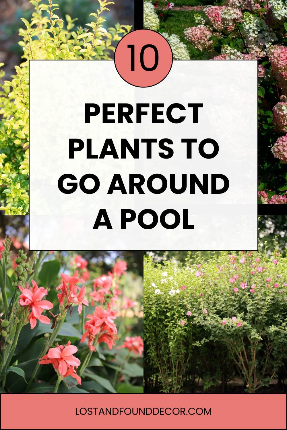 plants to grow around a pool